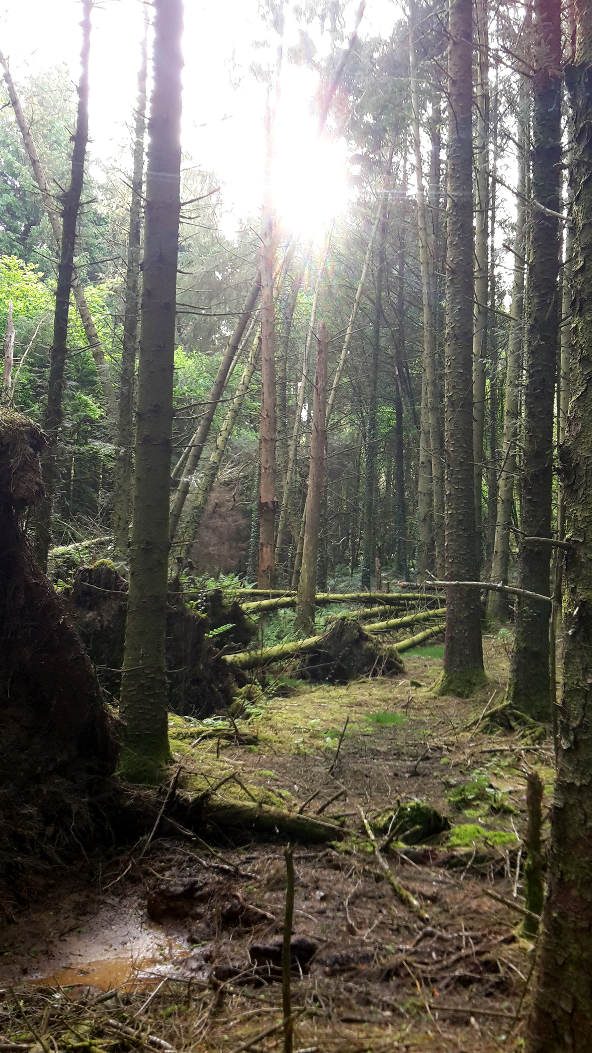 Post-storm damage in Tumble Wood