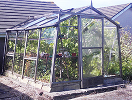 Greenhouse - rotting wood and an overgrown grape vine