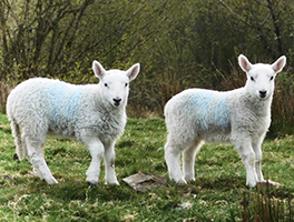 Lambs in nearby field